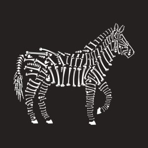 Zebra T shirt 2